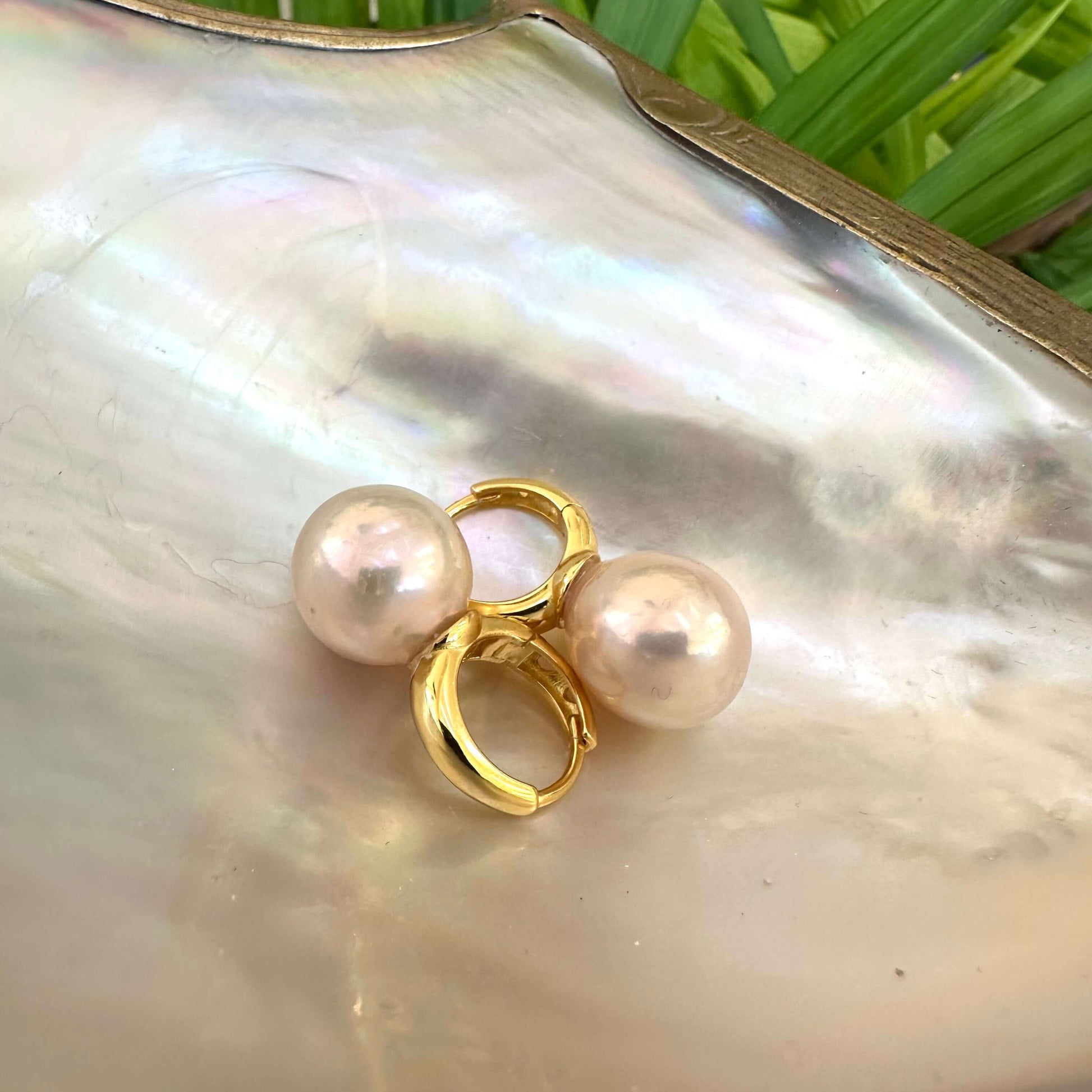 Golden pink pearl hoop earrings displayed on white pearl shell, showing large Edison pearls and warm gold vermeil hoops.